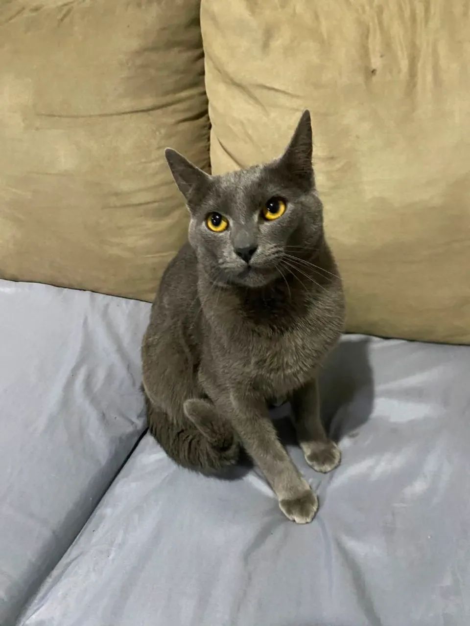 ? DOAÇÃO DE GATINHO ?<br>