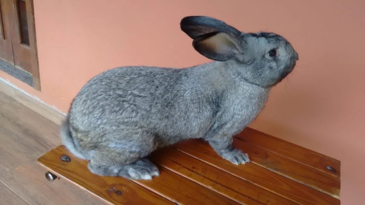 Coelhos gigantes  - Foto 2