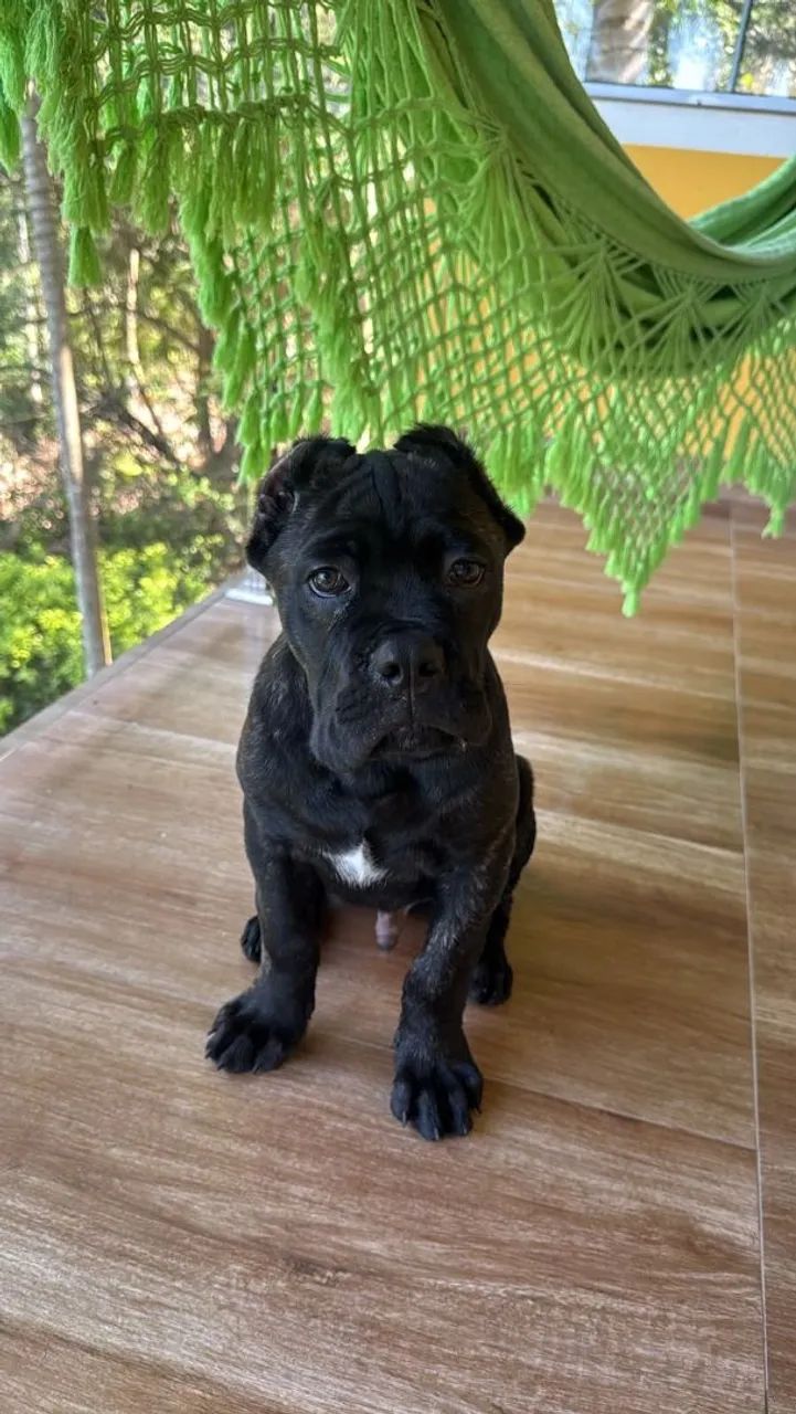 Filhotes de cane corso com pedigree  - Foto 2
