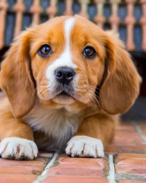 Doação de filhote de cachorro 