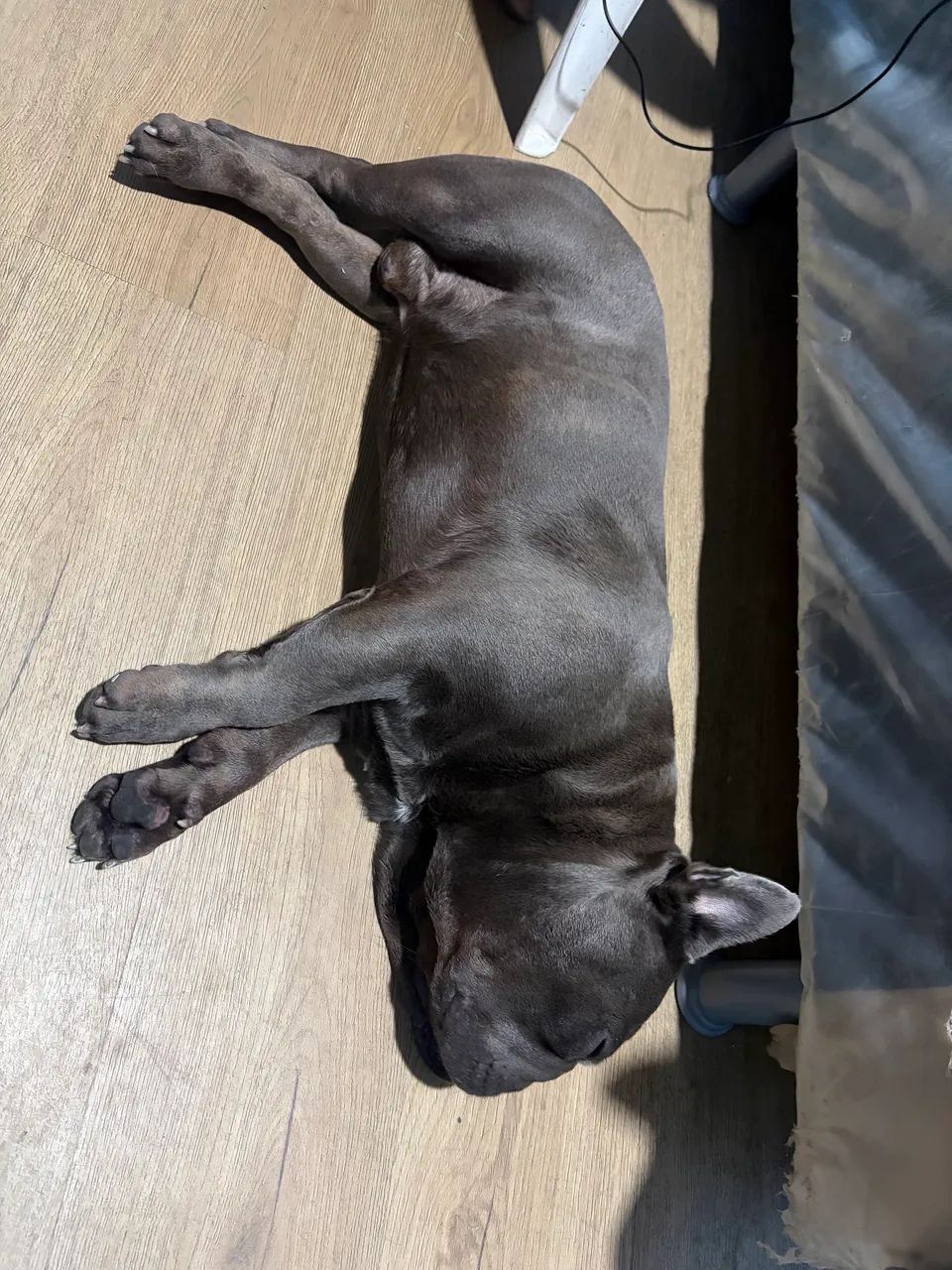 Buldogue francês  - Foto 4