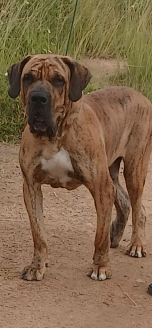 Fila brasileiro  - Foto 3