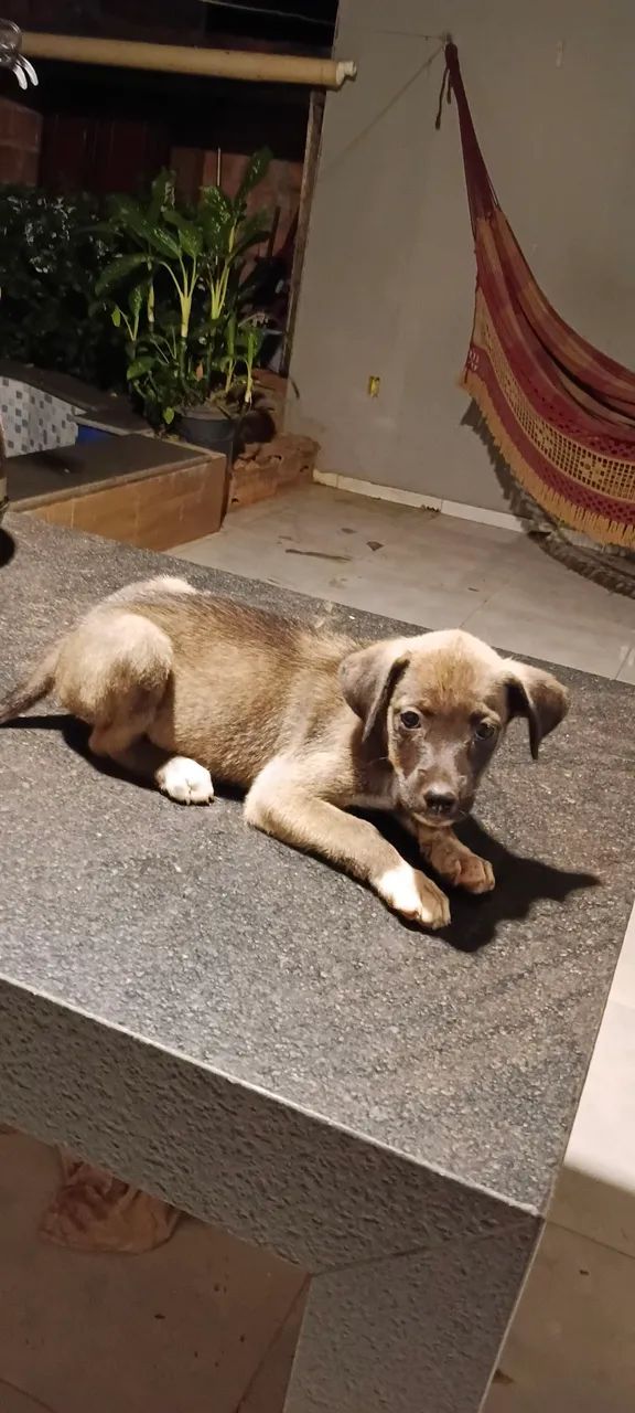 Estou doando esses cachorrinhos - Foto 5