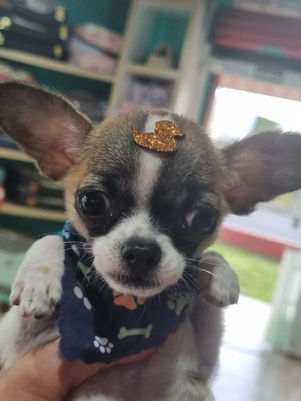 Chiuahua macho  - Foto 5