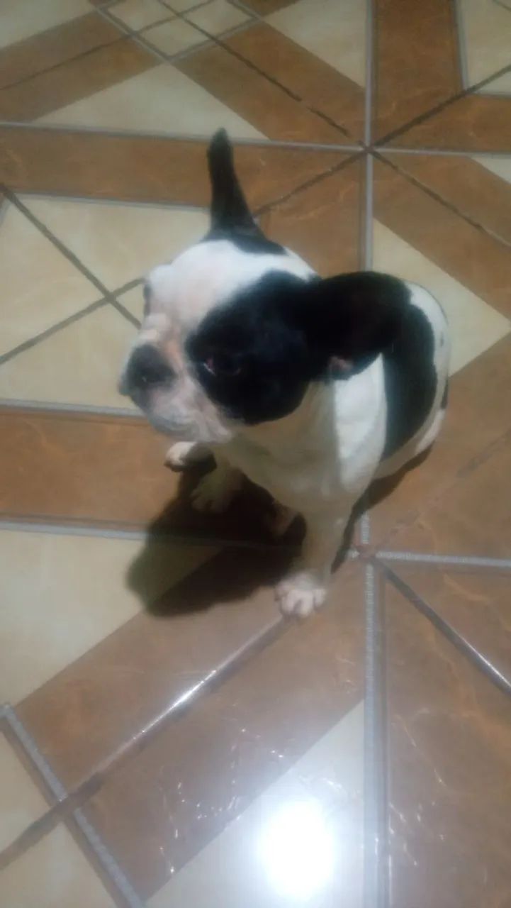 Vendo Bulldog francês  - Foto 2
