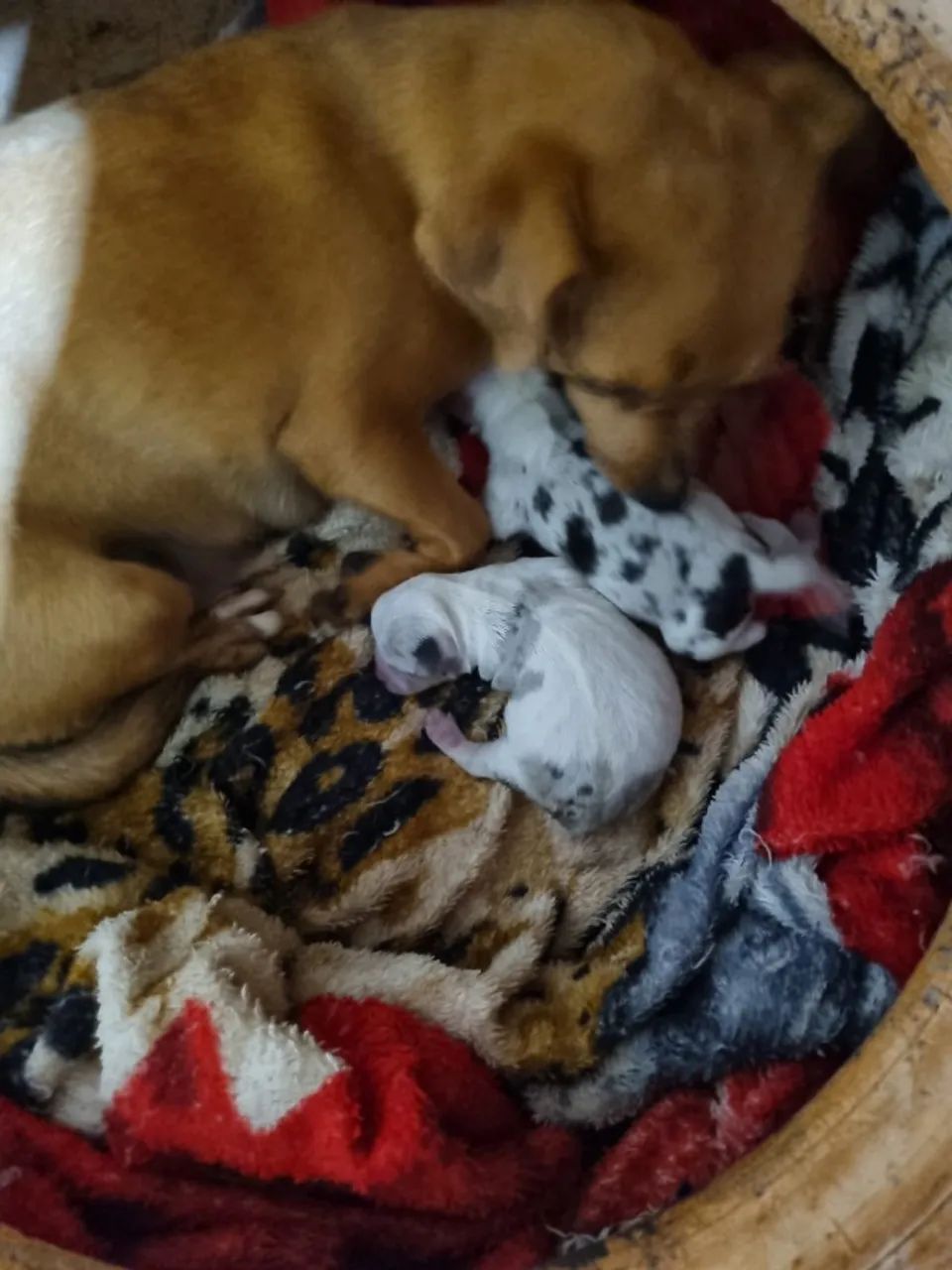 PINSCHER FEMEA E MACHO - Foto 2