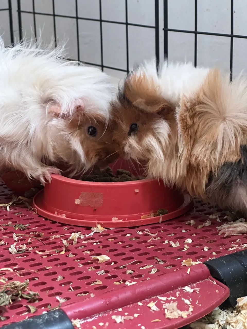 Três porquinhos da índia abissínio para doação  - Foto 2