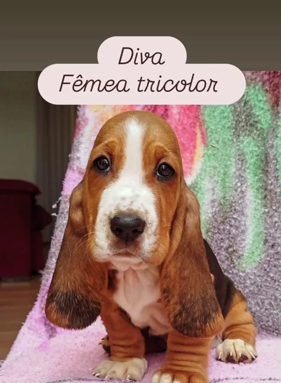 Basset Hound  - Foto 4