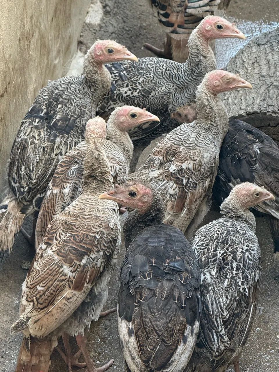 Perus, frangos de perus e peruas  - Foto 5