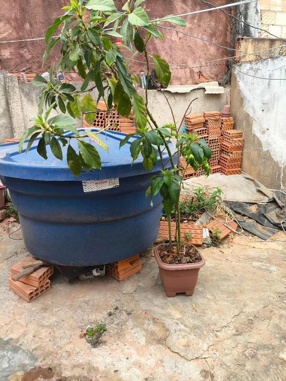 3 Pe de abacate  - Foto 2