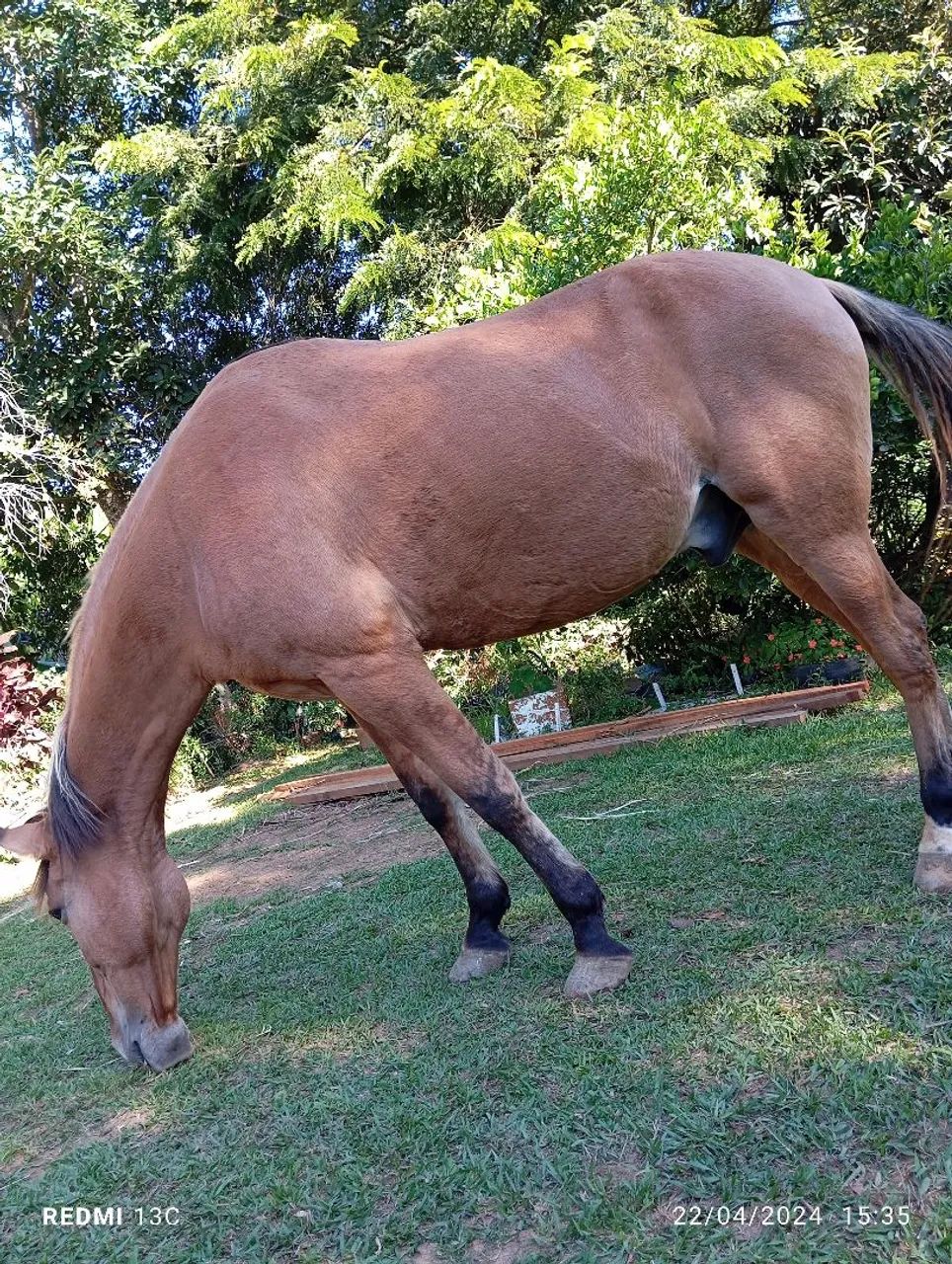 Cavalo  - Foto 2