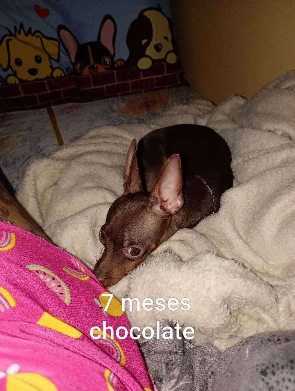 Miniatura pinscher