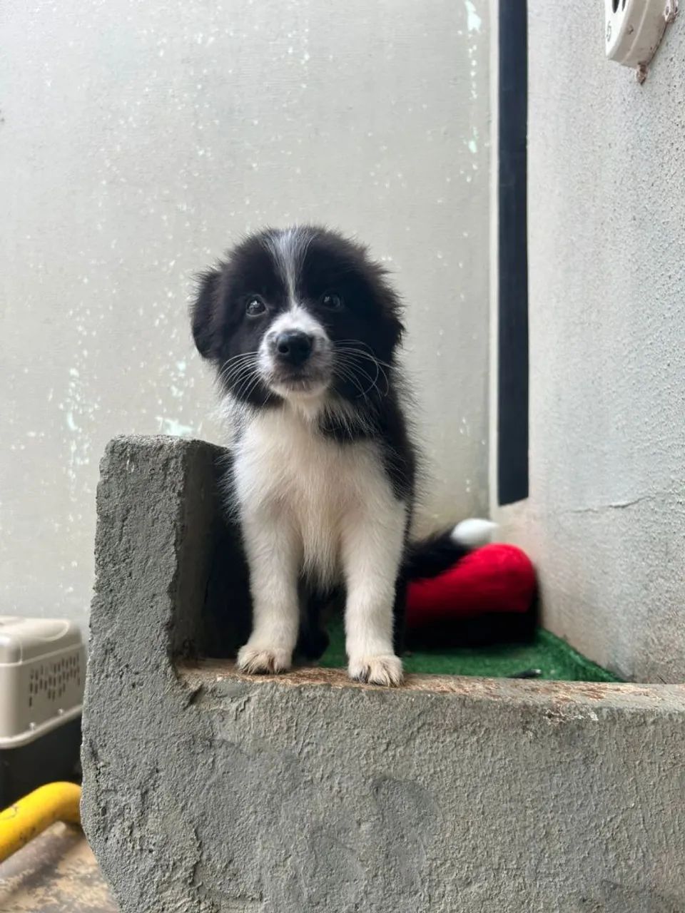 Border Collie a pronta entrega  - Foto 4
