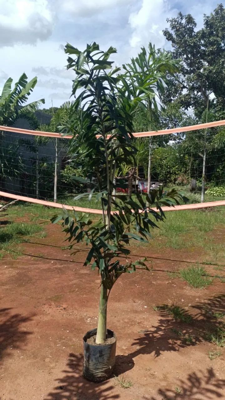  Promoção imperdível! Palmeira Rabo de Raposa - As queridinhas do momento!!! - Foto 3