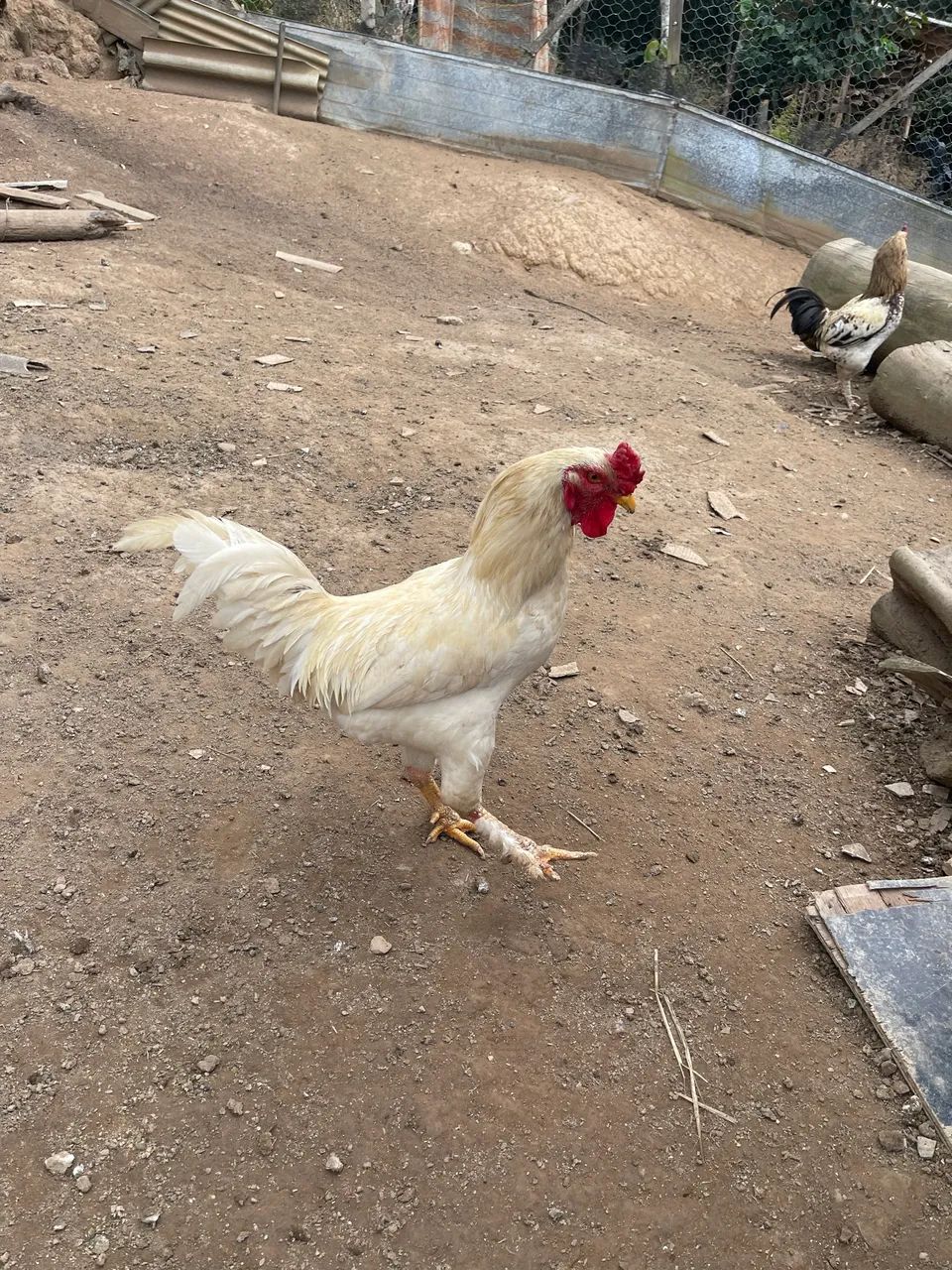 Galo Raça Brahma  - Foto 3