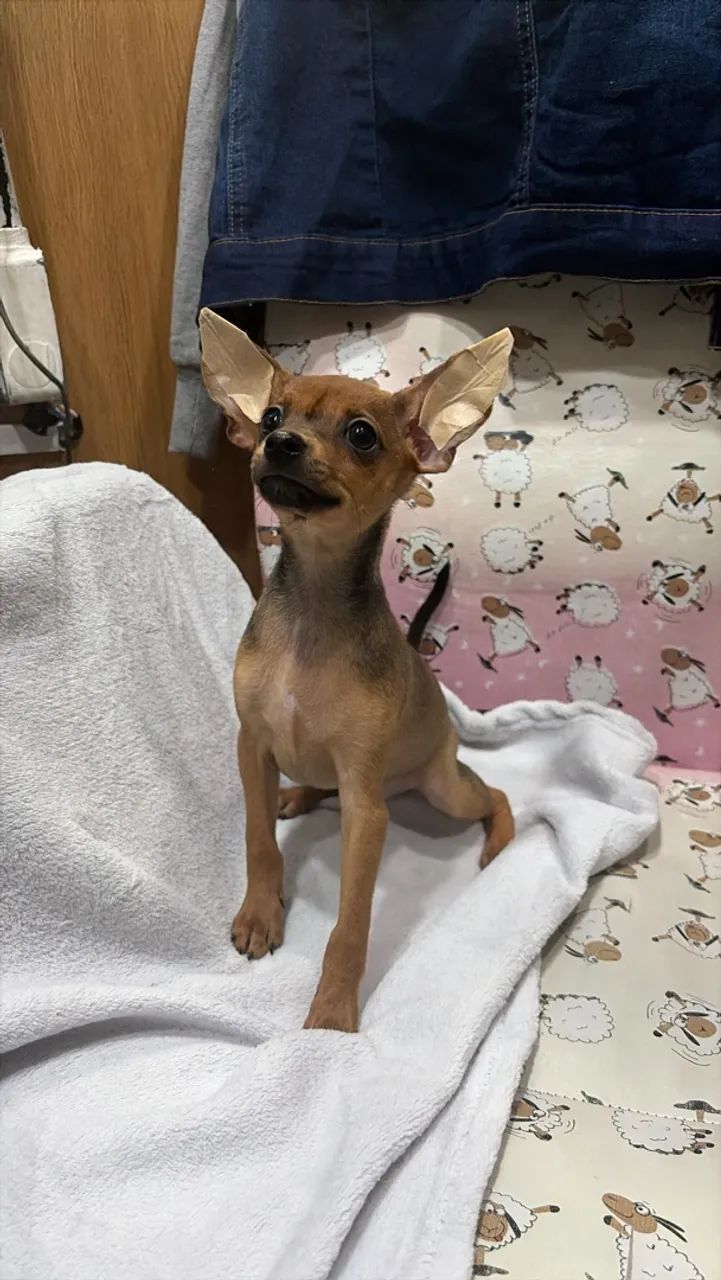 Pinscher miniatura - Foto 2