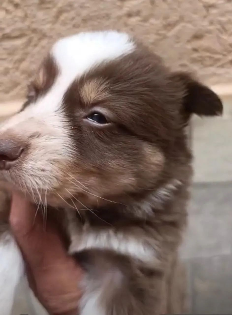 Border collie disponivel 