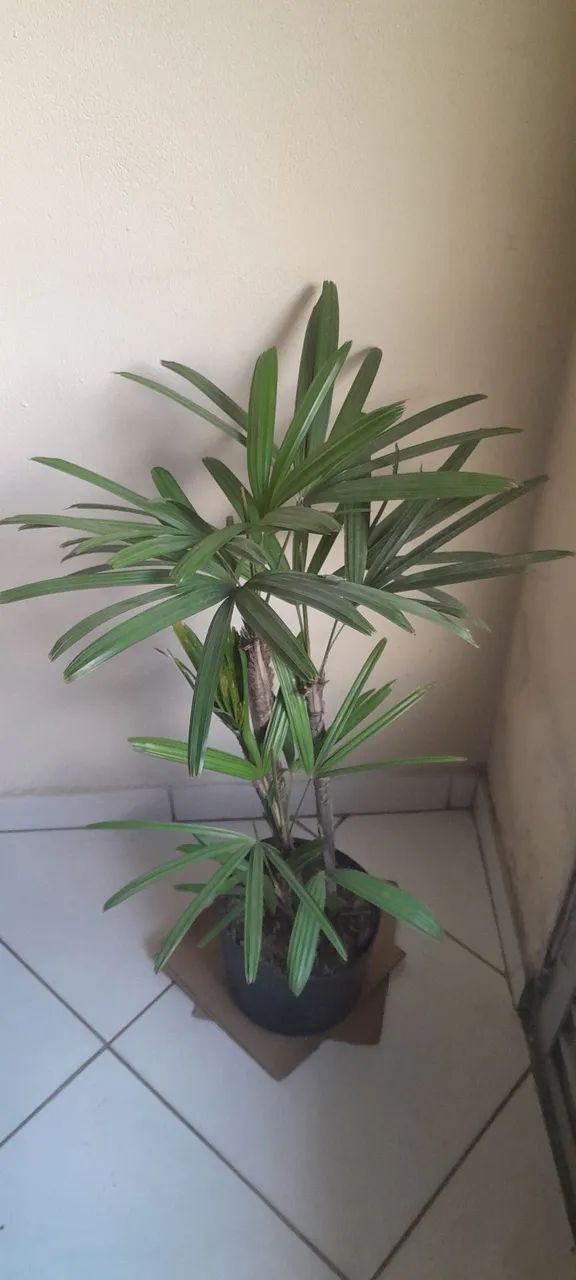 Muda de rafhis 