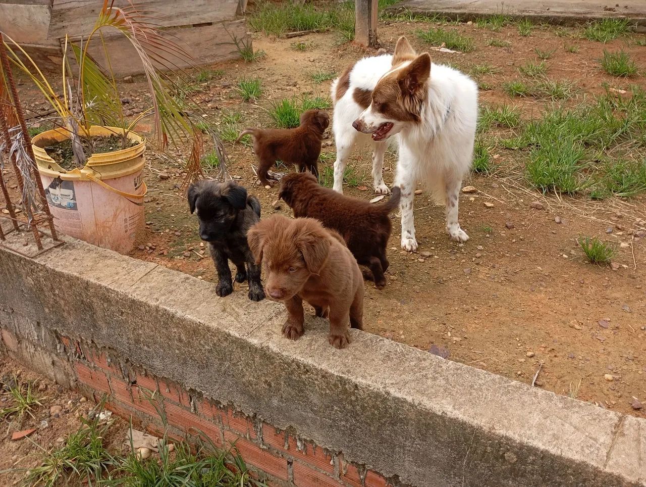 Kelpie Australiano com Border Collie  - Foto 6