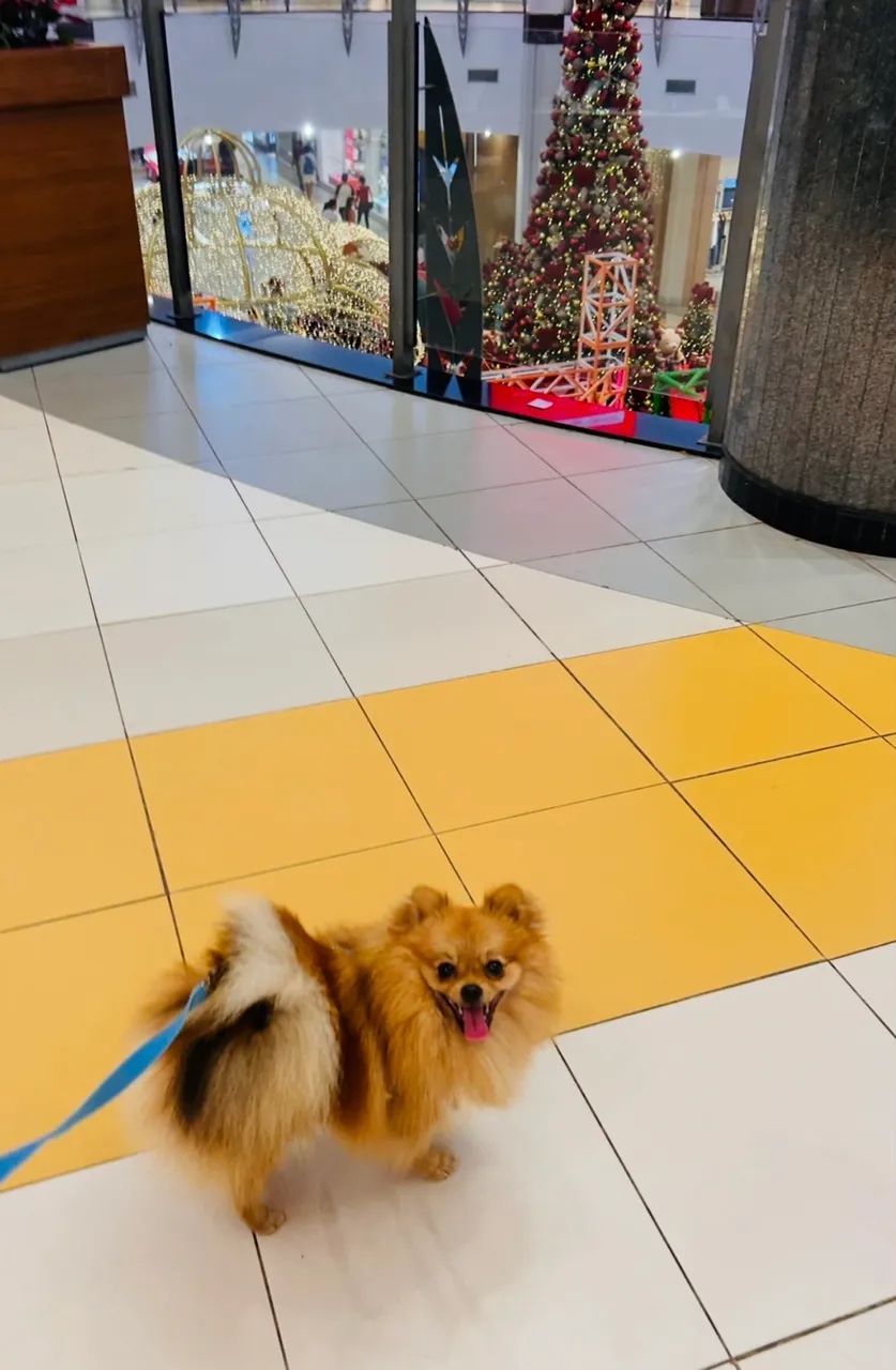 Spitz alemão macho 