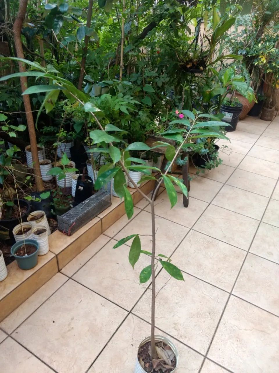 Vendo Mudas de Graviola Gigante - Guarulhos  - Foto 2