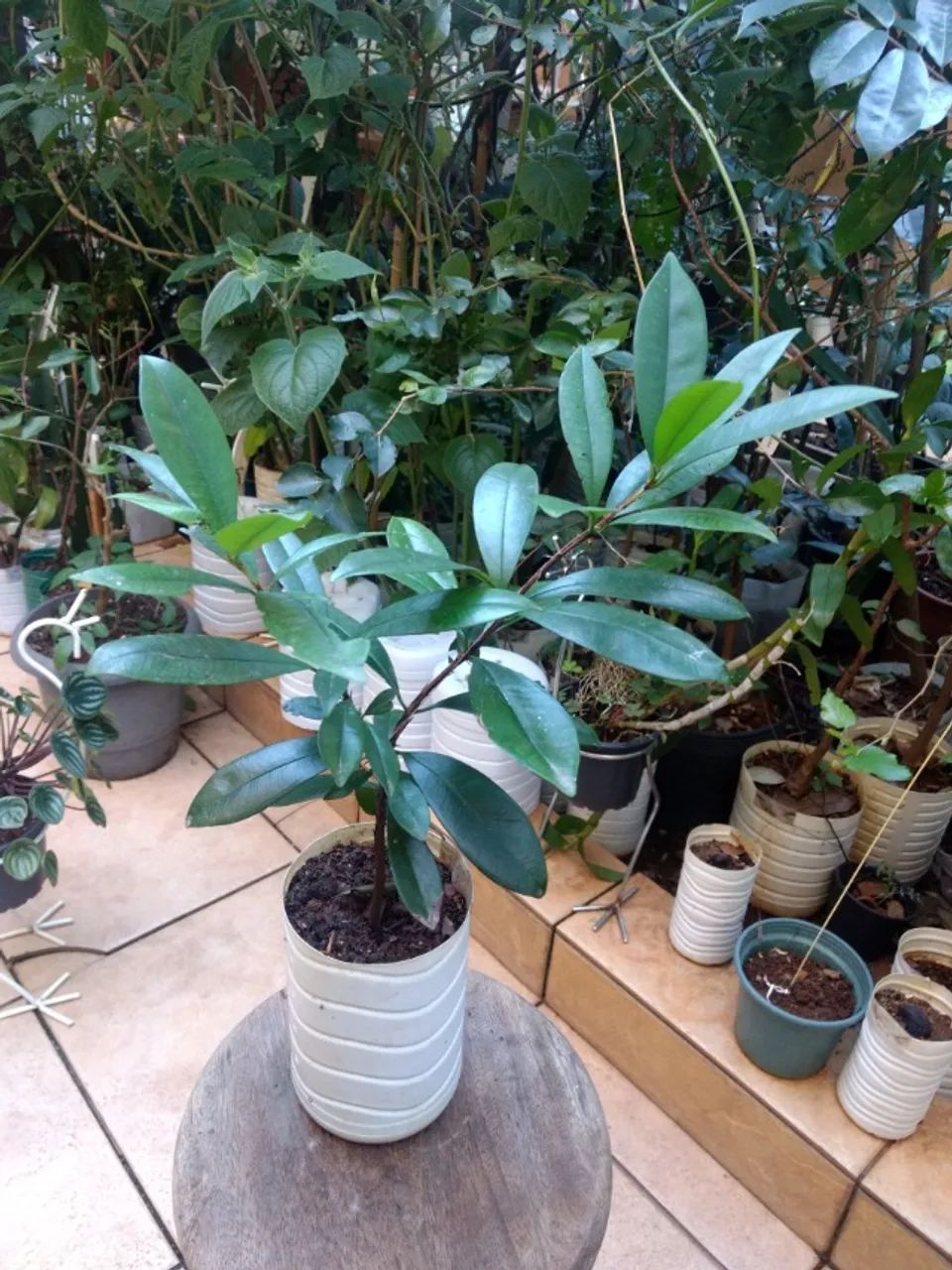 Vendo Mudas de Grumixama - Guarulhos - Foto 4