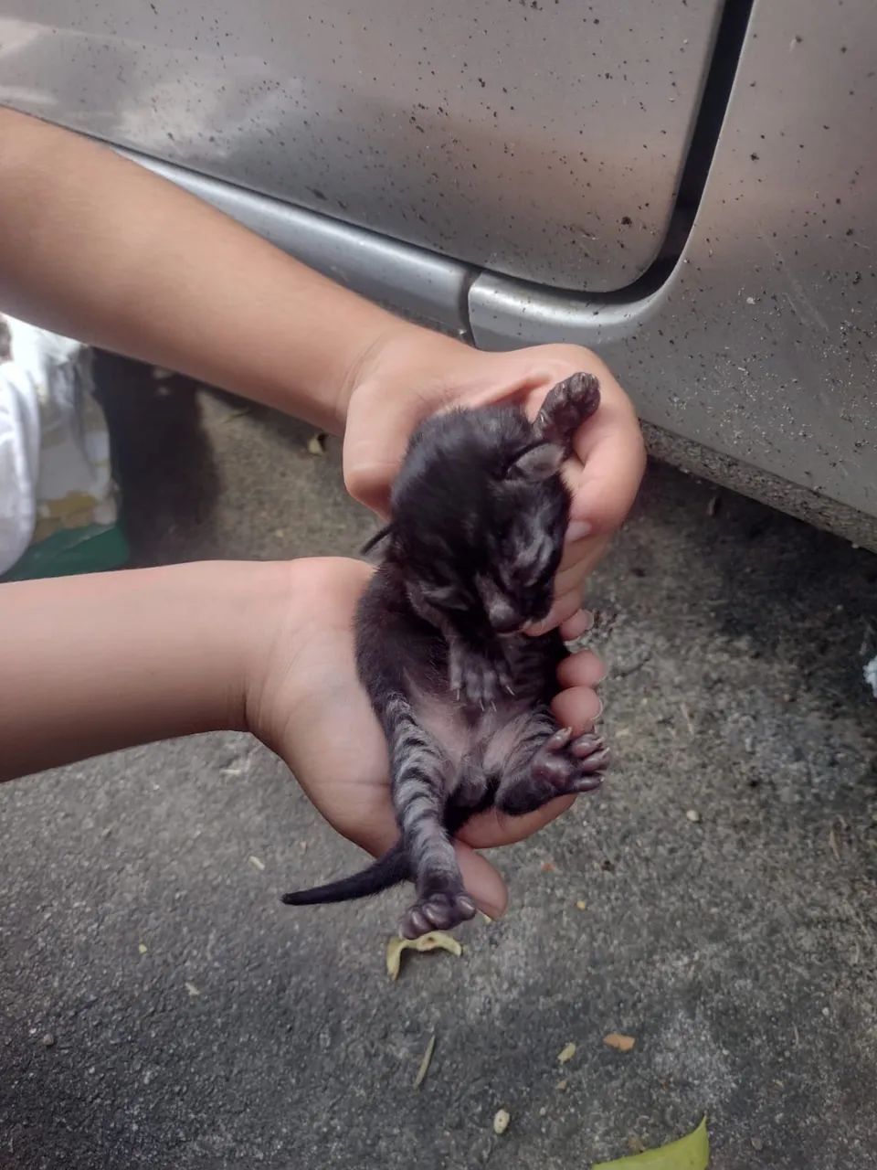 Gatinhas  para doação  - Foto 3