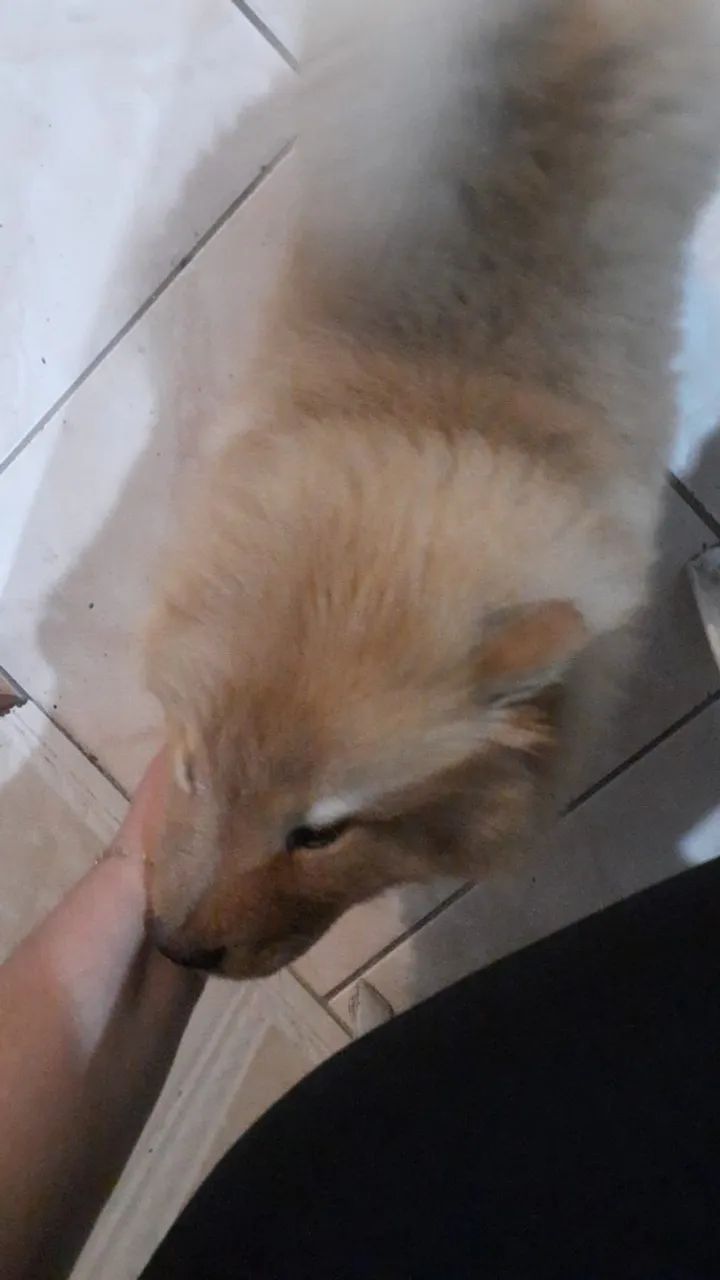 Chow chows lindos - Foto 2
