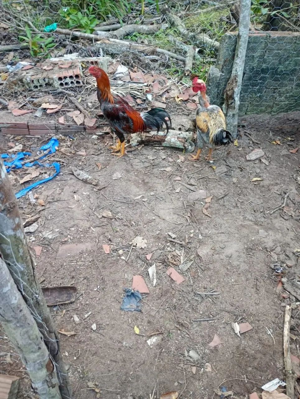 Galinhas  - Foto 4