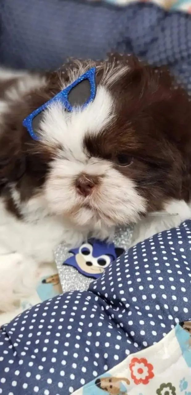 Shih Tzu VALOR PROMOCIONAL  - Foto 2