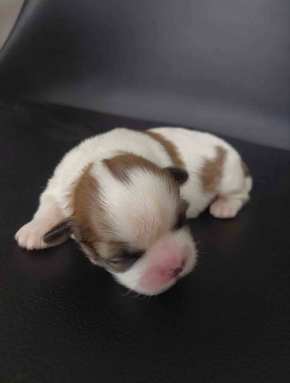 Reserva de Filhotes de Shihtzu - Foto 5