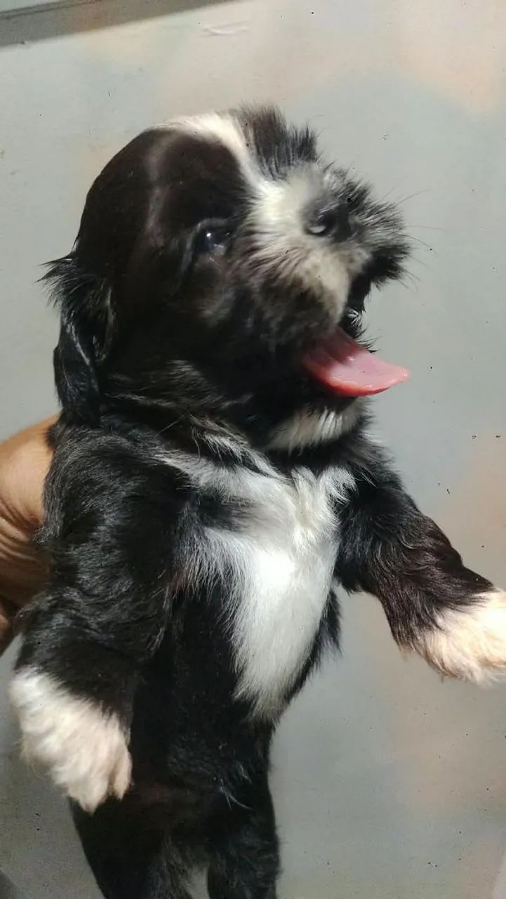 Cachorro pra vender  - Foto 5