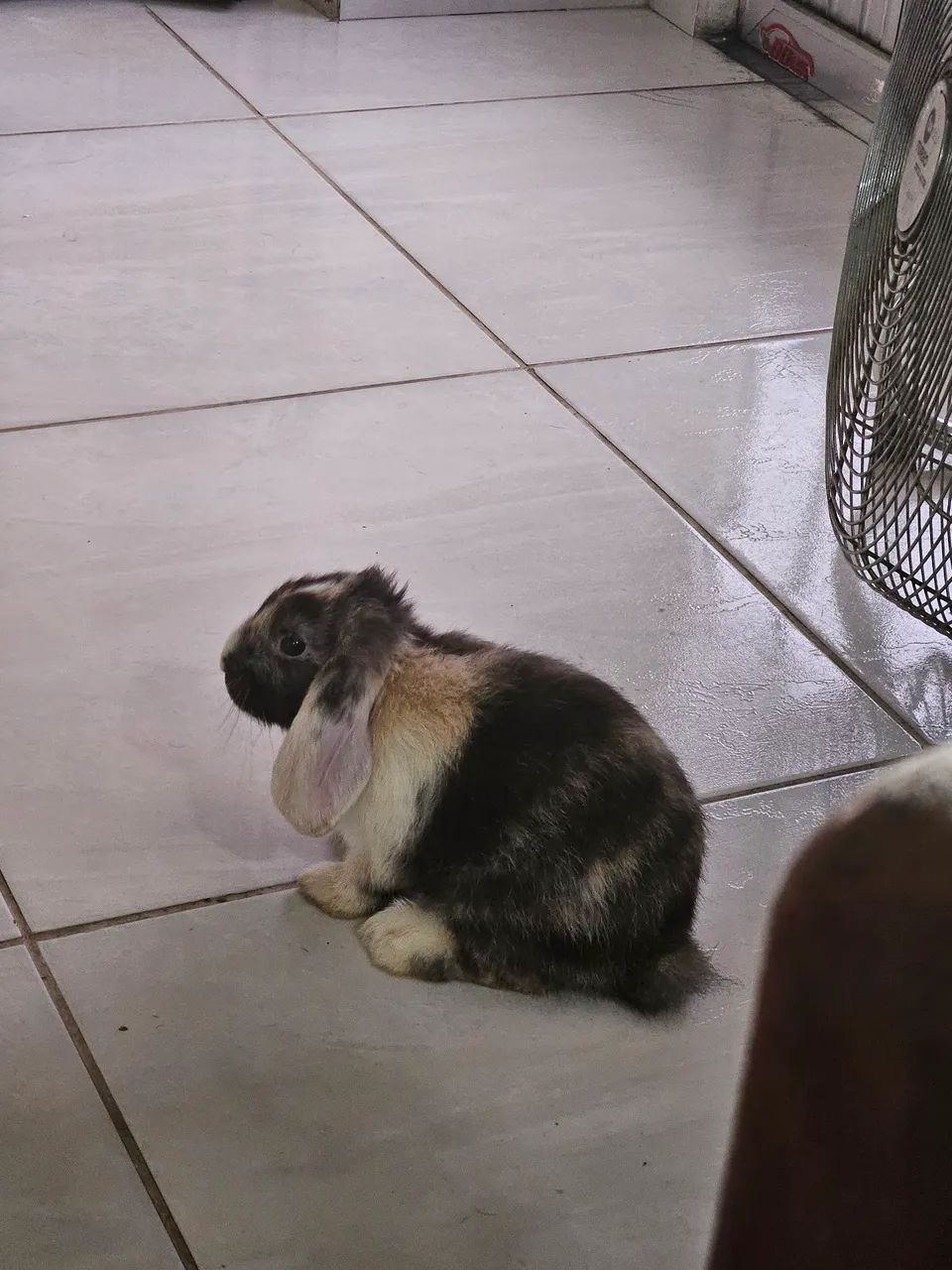 Linda coelha Mini lop Uruguaiano. - Foto 2
