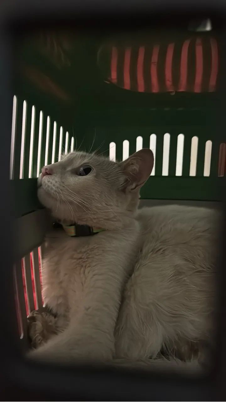 Doação de gata - Foto 3
