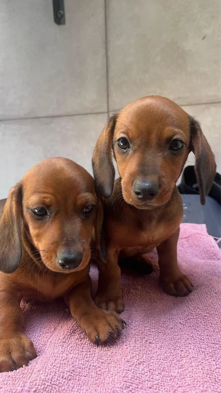 Cachorro salsicha - Foto 4