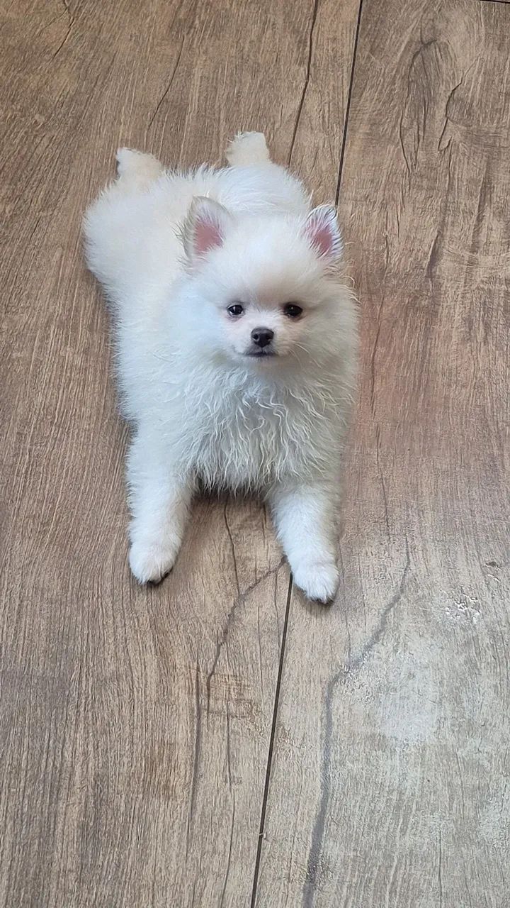 Spitz alemão MACHO pronta entrega  - Foto 3