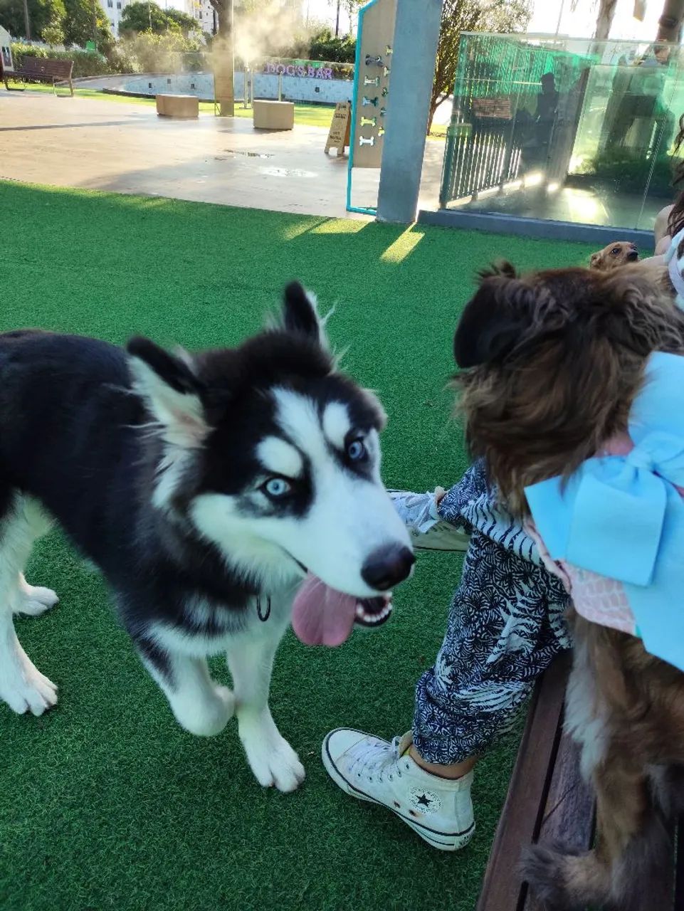 Husky siberiano - Foto 3