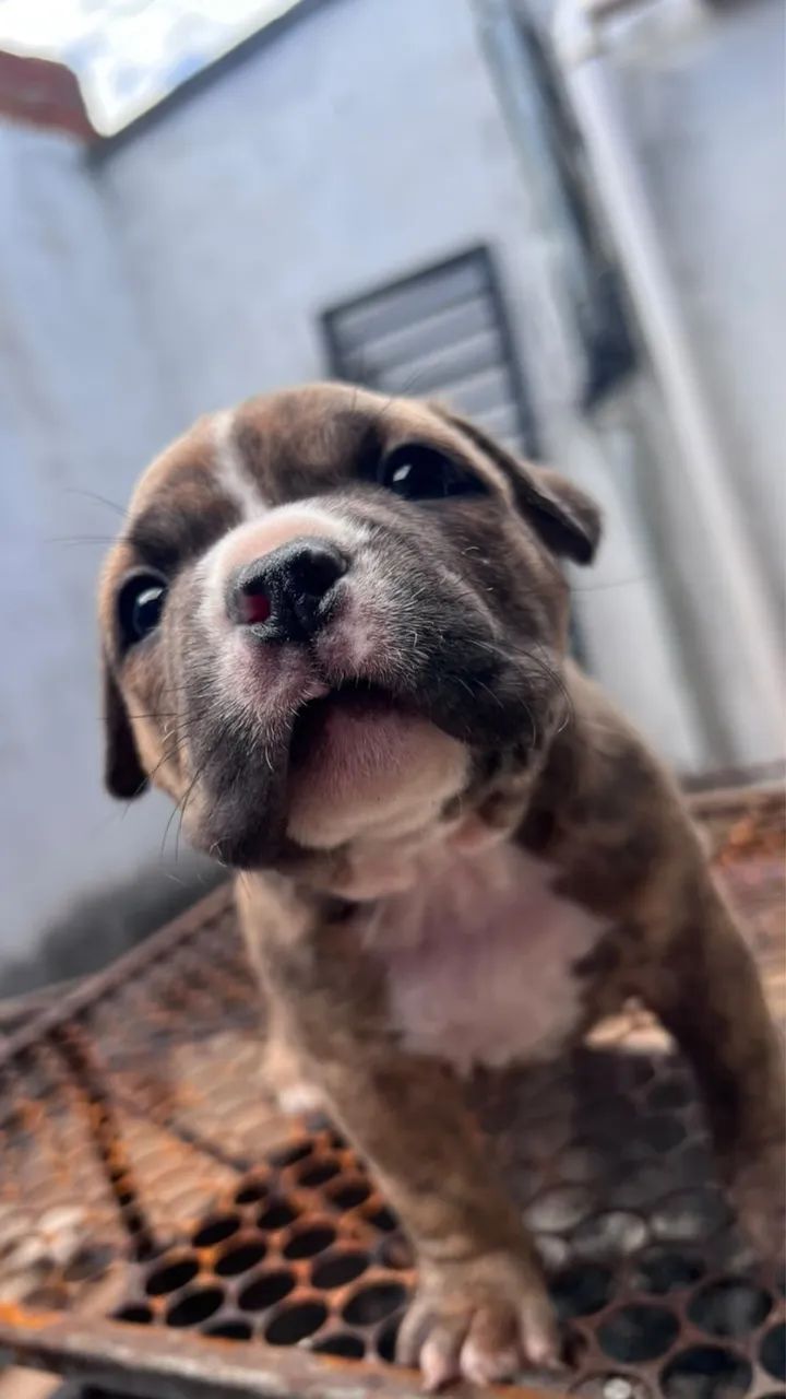 American bully com documentação - Foto 2