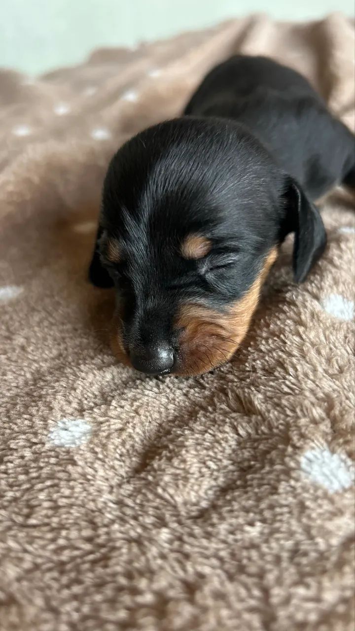 Dachshund, Cofap  - Foto 4