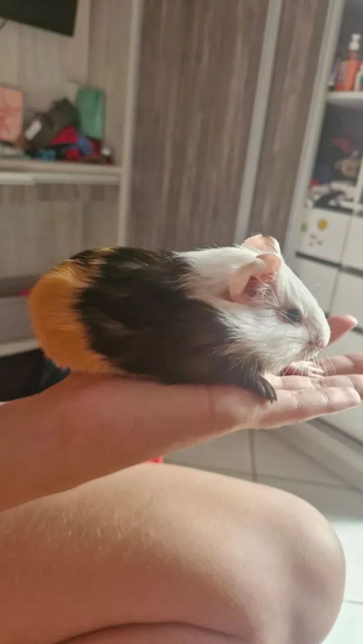 Filhotes de porquinho da india machos. - Foto 4