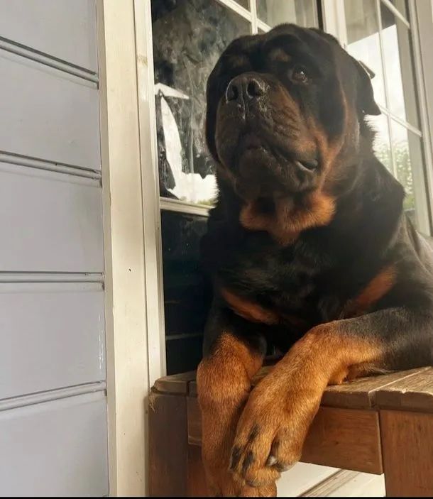Rottweiler alemão  - Foto 5