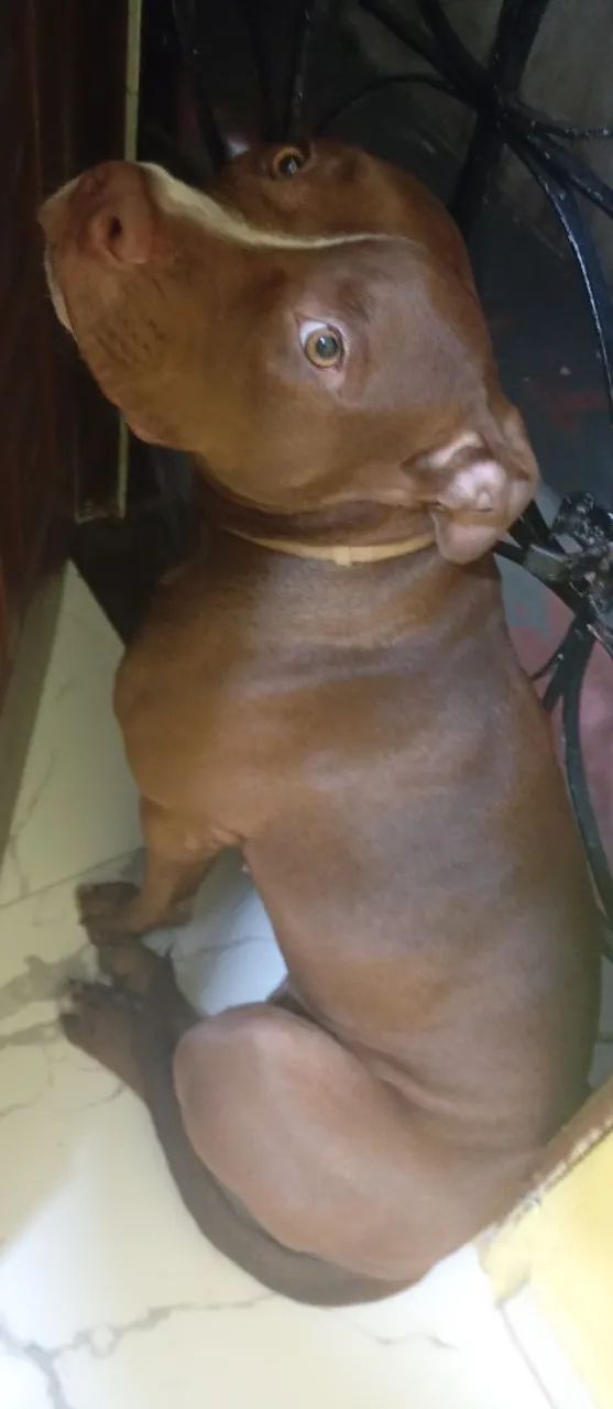 Pitbull red nose com pedigree  - Foto 4