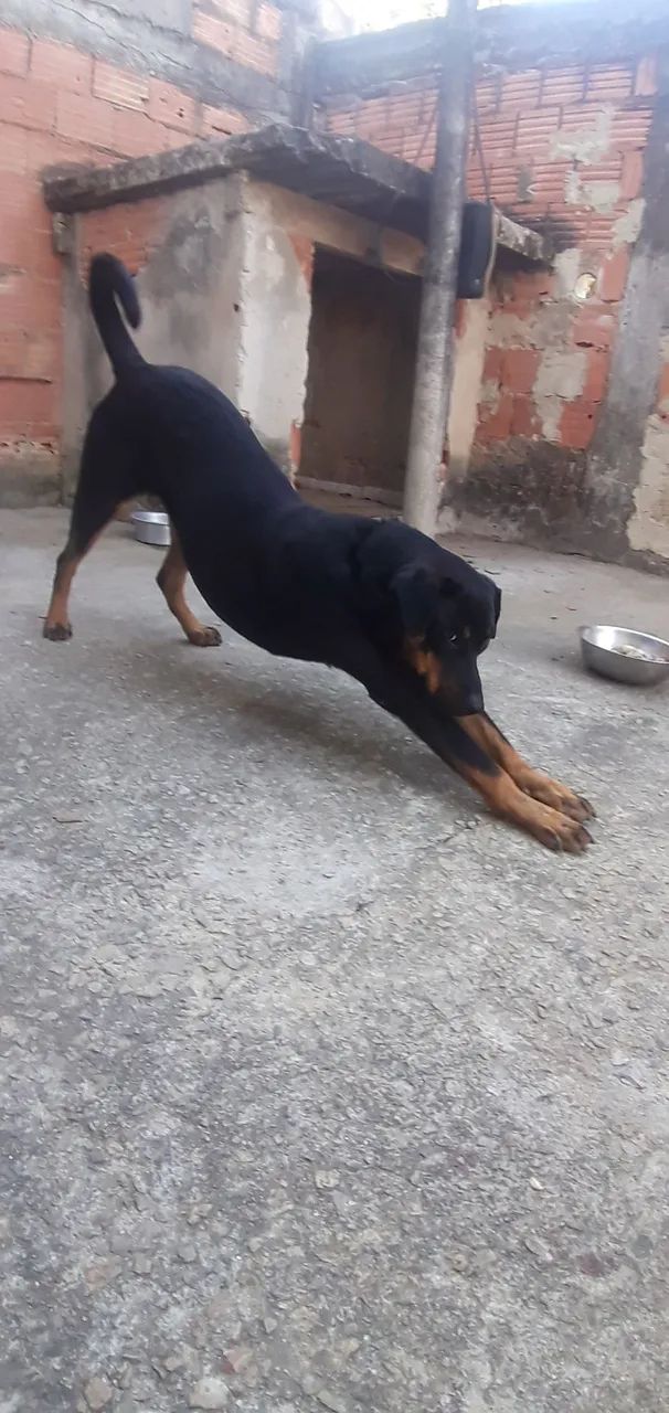 doação de cachorro  - Foto 2