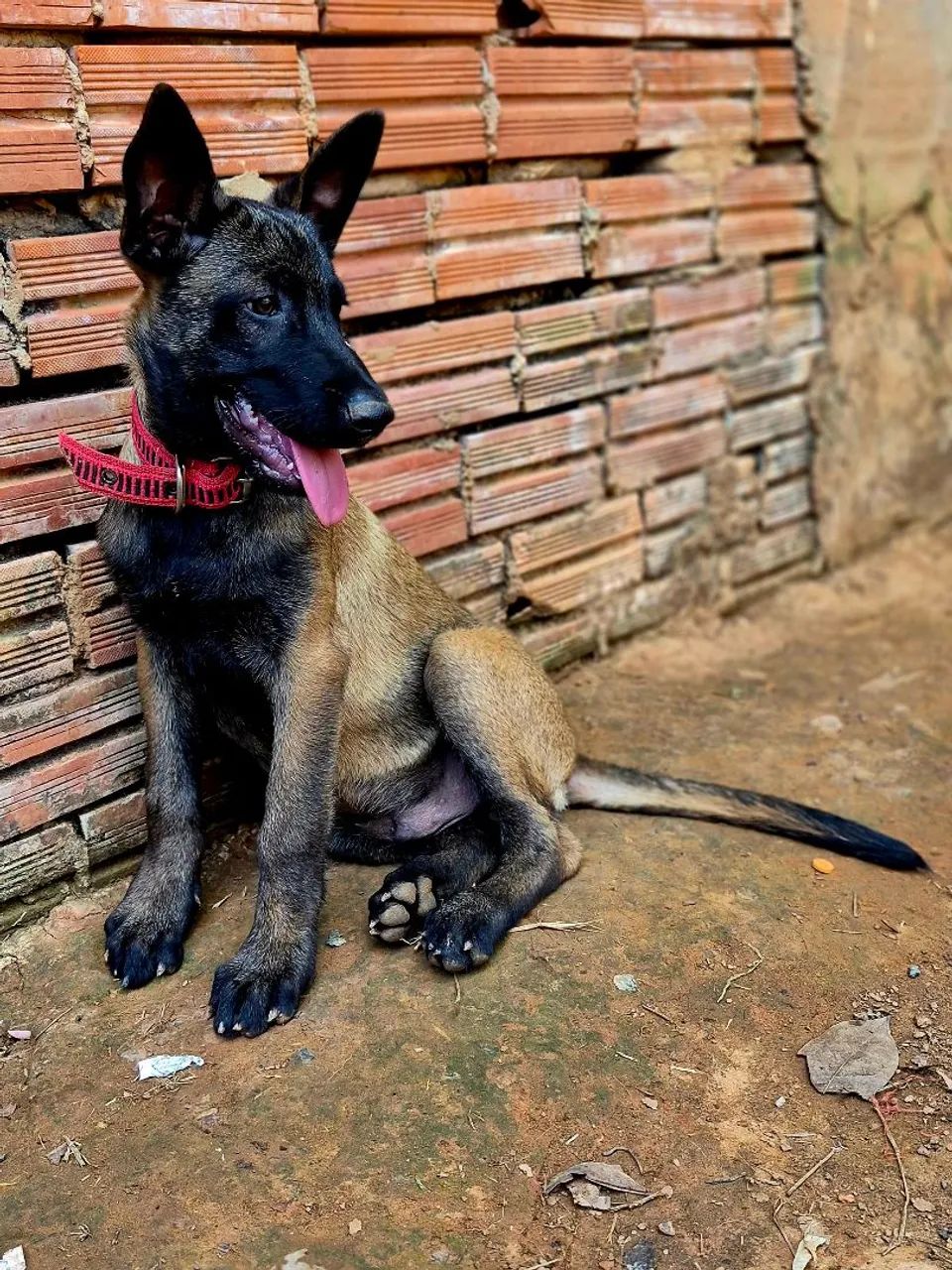Vendo exemplar belga malinois macho vacina importada  e vermifugado  - Foto 2