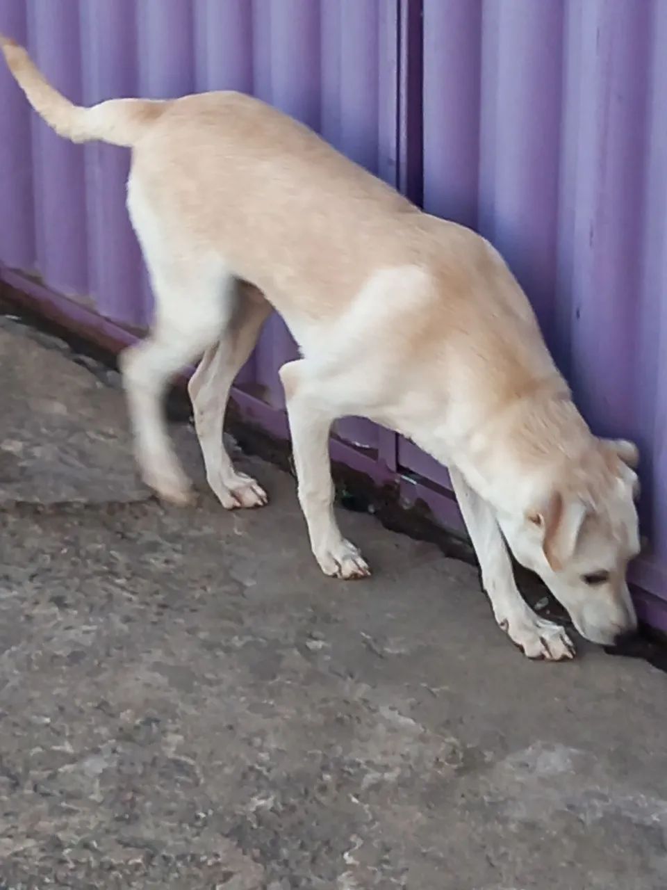 Cachorro achado - Foto 2
