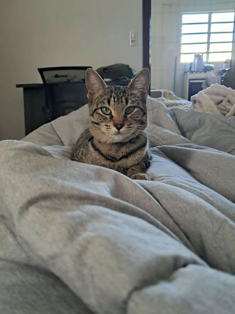 Gatinha de 1 ano - Foto 2