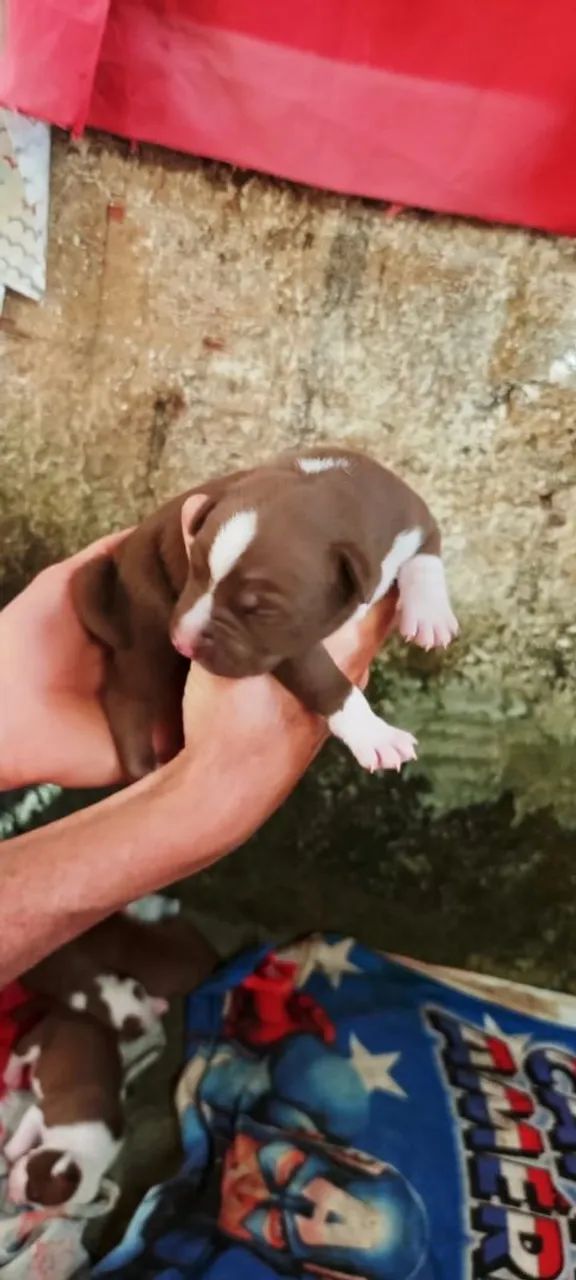 500 Vendesse filhotes de Pit monster com pitbull  - Foto 5