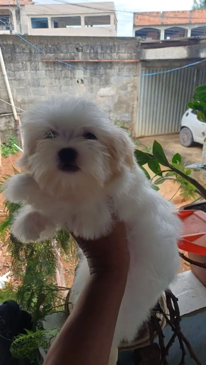 Maltês fêmea e macho  - Foto 2