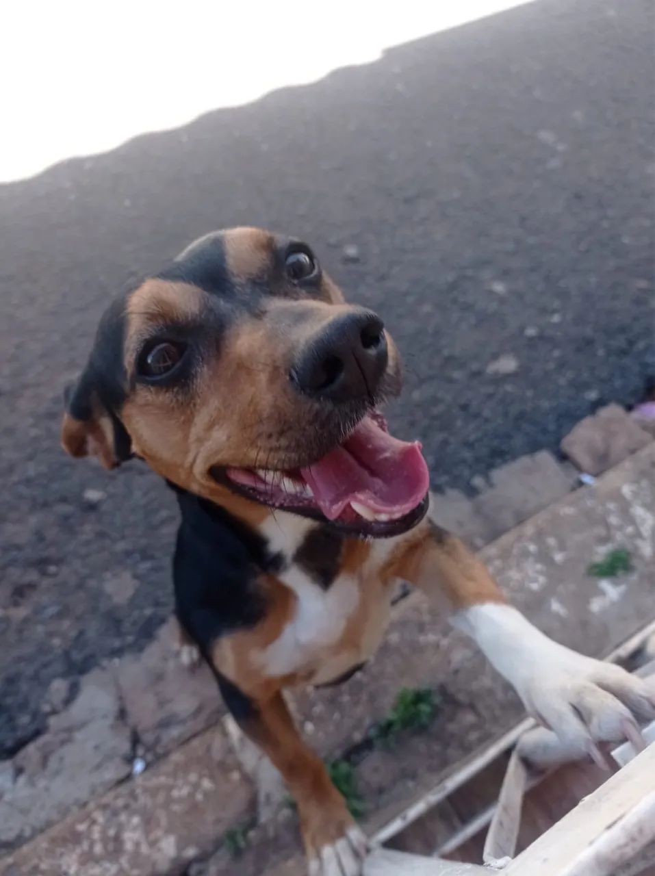 Adoção responsável  - Foto 2