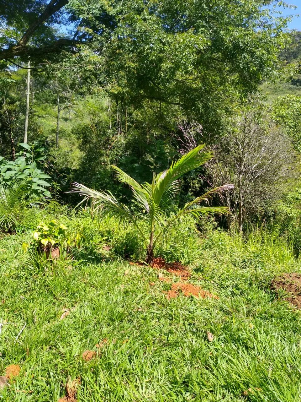 Oportunidade! Sítio em Lamim  - Foto 2